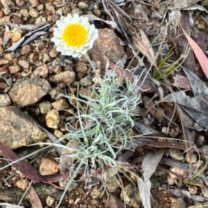 Leucochrysum albicans at Mount Majura - 10 Jun 2024 12:16 PM