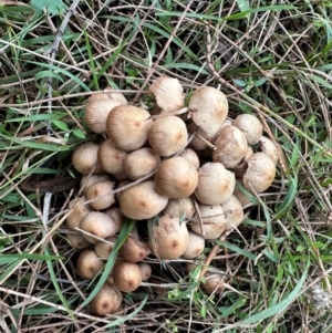 Mycena 'clarkeana group' at Mount Ainslie - 5 Jun 2024 01:10 PM