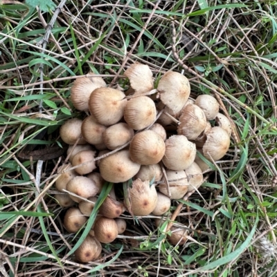 Mycena 'clarkeana group' at Mount Ainslie - 5 Jun 2024 by Pirom