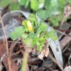 Oxalis sp. (Wood Sorrel) at Higgins, ACT - 13 Jun 2024 by Untidy