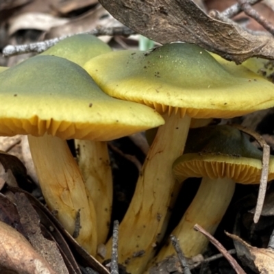 Cortinarius austrovenetus (Green Skinhead) at Oallen, NSW - 10 Jun 2024 by clinde