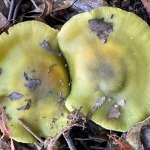 Cortinarius austrovenetus at Oallen, NSW - 10 Jun 2024 11:24 AM