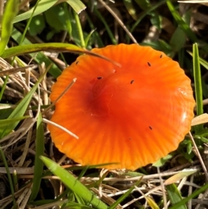 Hygrocybe sp. ‘red’ at Oallen, NSW - 9 Jun 2024