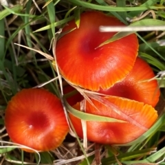 Hygrocybe sp. ‘red’ at Oallen, NSW - 9 Jun 2024