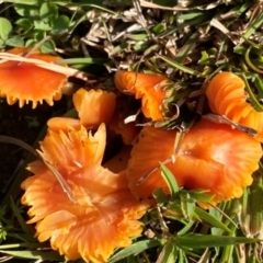 Hygrocybe sp. ‘red’ at Oallen, NSW - 9 Jun 2024