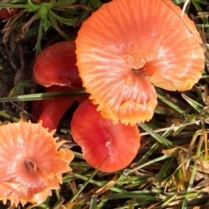 Hygrocybe sp. ‘red’ at Oallen, NSW - 9 Jun 2024