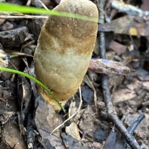 Cordyceps sp. (genus) at Oallen, NSW - 10 Jun 2024