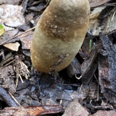 Cordyceps sp. (genus) at Oallen, NSW - 10 Jun 2024