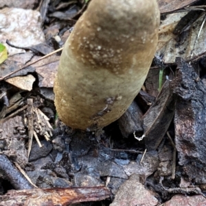 Cordyceps sp. (genus) at Oallen, NSW - 10 Jun 2024