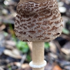 Macrolepiota clelandii (Macrolepiota clelandii) at Oallen, NSW - 10 Jun 2024 by clinde