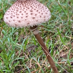 Macrolepiota clelandii at Oallen, NSW - 10 Jun 2024