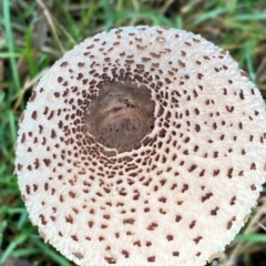 Macrolepiota clelandii at Oallen, NSW - 10 Jun 2024 10:58 AM