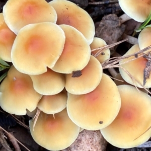 Hypholoma sp. at Oallen, NSW - 10 Jun 2024