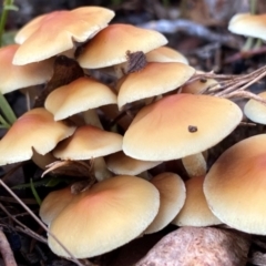 Hypholoma sp. at Oallen, NSW - 10 Jun 2024