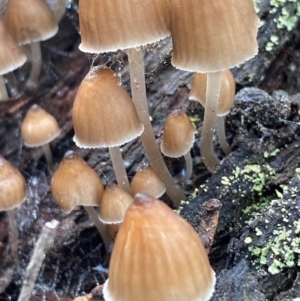 Mycena subgalericulata at Oallen, NSW - 10 Jun 2024 11:40 AM