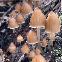 Mycena subgalericulata at Oallen, NSW - 10 Jun 2024