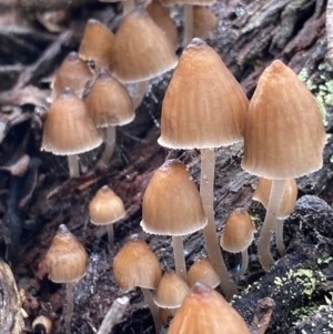 Mycena subgalericulata at Oallen, NSW - 10 Jun 2024 11:40 AM