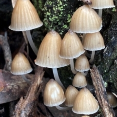 Mycena subgalericulata at Oallen, NSW - 10 Jun 2024