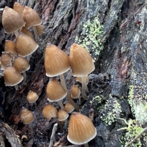 Mycena subgalericulata at Oallen, NSW - 10 Jun 2024