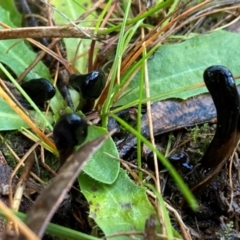 Geoglossum (Earth tongue) at Oallen, NSW - 10 Jun 2024 by clinde