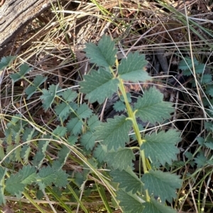 Sanguisorba minor at Mount Ainslie - 12 Jun 2024 03:41 PM