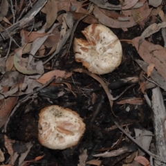 Unidentified Cap on a stem; gills below cap [mushrooms or mushroom-like] at ANBG - 14 Jun 2024 by TimL