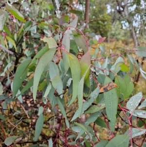 Eucalyptus bridgesiana at Mount Ainslie - 15 Jun 2024