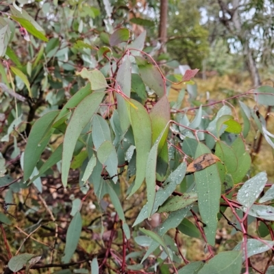 Eucalyptus bridgesiana (Apple Box) at Mount Ainslie - 15 Jun 2024 by EcolCara37