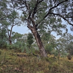 Eucalyptus bridgesiana at Mount Ainslie - 15 Jun 2024 07:55 AM