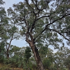 Eucalyptus bridgesiana at Mount Ainslie - 15 Jun 2024 07:55 AM