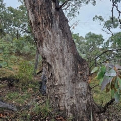 Eucalyptus bridgesiana at Mount Ainslie - 15 Jun 2024 07:55 AM