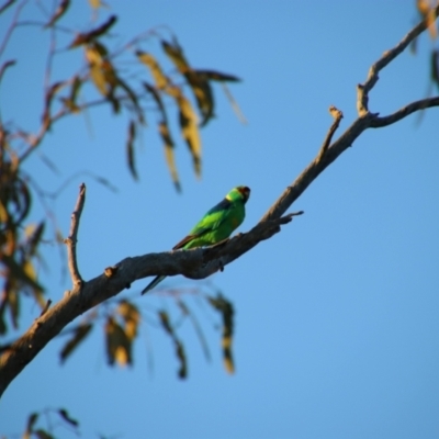 Barnardius zonarius (Australian Ringneck) at Gunderbooka, NSW - 16 Aug 2022 by MB