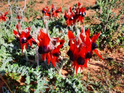 Swainsona formosa (Sturt's Desert Pea) at Little Topar, NSW - 20 Aug 2022 by MB