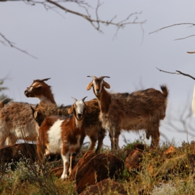 Capra hircus (Wild Goat) at Mutawintji National Park - 20 Aug 2022 by MB