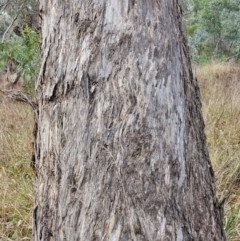 Eucalyptus melliodora (Yellow Box) at Mount Ainslie - 15 Jun 2024 by EcolCara37