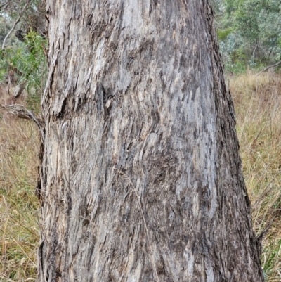 Eucalyptus melliodora (Yellow Box) at Mount Ainslie - 15 Jun 2024 by EcolCara37