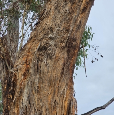 Eucalyptus melliodora (Yellow Box) at Mount Ainslie - 15 Jun 2024 by EcolCara37