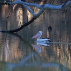 Pelecanus conspicillatus (Australian Pelican) at Menindee, NSW - 24 Aug 2022 by MB