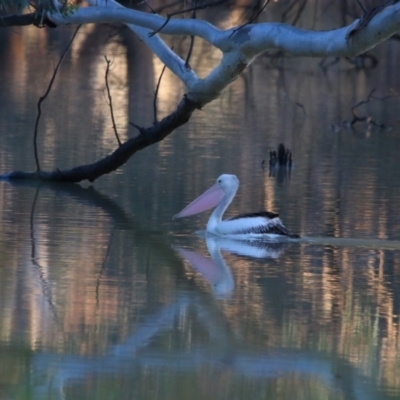 Pelecanus conspicillatus (Australian Pelican) at Menindee, NSW - 24 Aug 2022 by MB