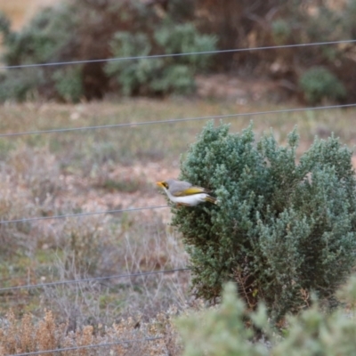 Manorina flavigula (Yellow-throated Miner) at Anabranch South, NSW - 24 Aug 2022 by MB