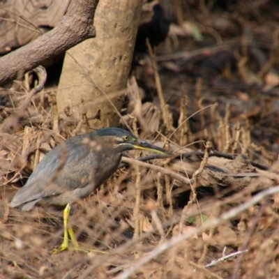 Butorides striata (Striated Heron) at Moonee Beach, NSW - 3 Jun 2022 by MB