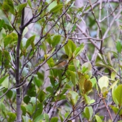 Zosterops lateralis (Silvereye) at Moonee Beach, NSW - 3 Jun 2022 by MB