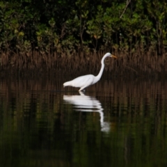 Ardea alba (Great Egret) at Gaagal Wanggaan (South Beach) NP - 7 Jun 2022 by MB