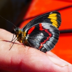 Delias nigrina (Black Jezebel) at Scotts Head, NSW - 7 Jun 2022 by MB