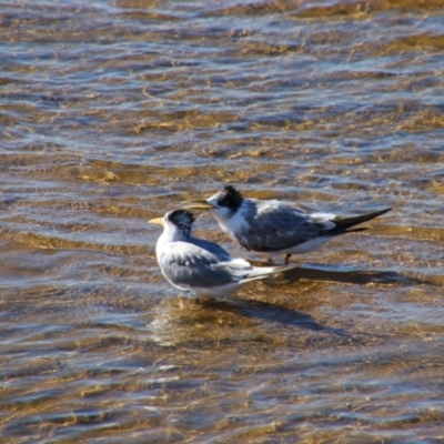 Thalasseus bergii (Crested Tern) at Stuarts Point, NSW - 7 Jun 2022 by MB