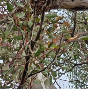 Eucalyptus melliodora at Mount Ainslie - 15 Jun 2024