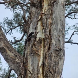 Eucalyptus melliodora at Mount Ainslie - 15 Jun 2024