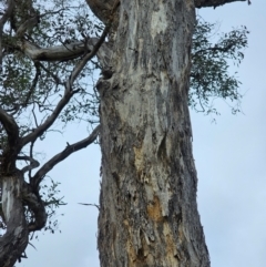 Eucalyptus melliodora at Mount Ainslie - 15 Jun 2024