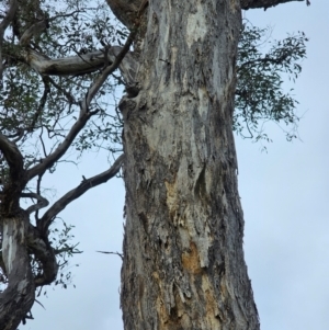 Eucalyptus melliodora at Mount Ainslie - 15 Jun 2024