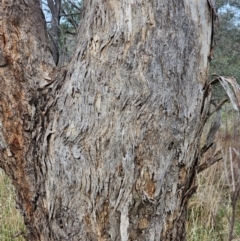 Eucalyptus melliodora at Mount Ainslie - 15 Jun 2024